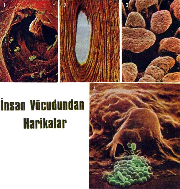 ag85-26.jpg