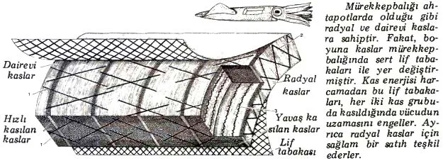 ey85-21.jpg