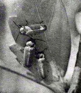 ek85-24.jpg