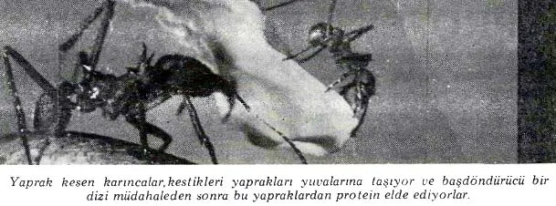 kas85-5.jpg