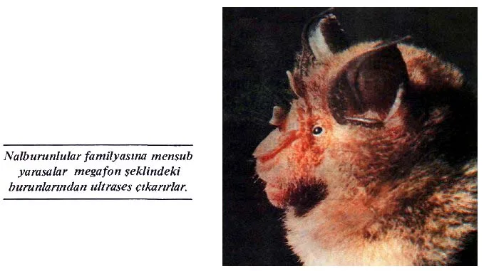 su87-19.jpg