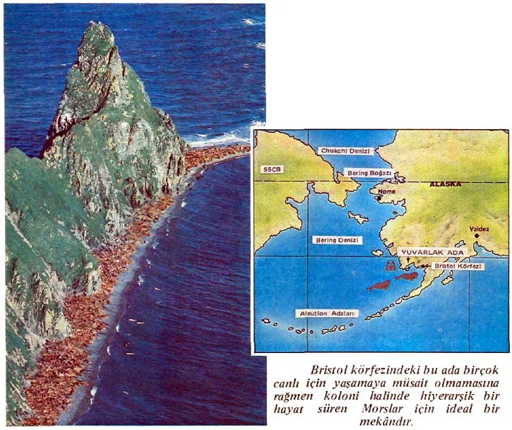 mar87-31.jpg