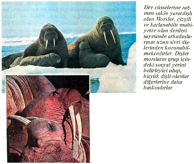 mar87-32.jpg