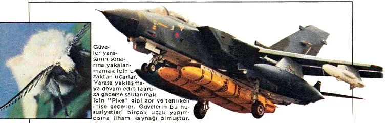 nis87-11.jpg