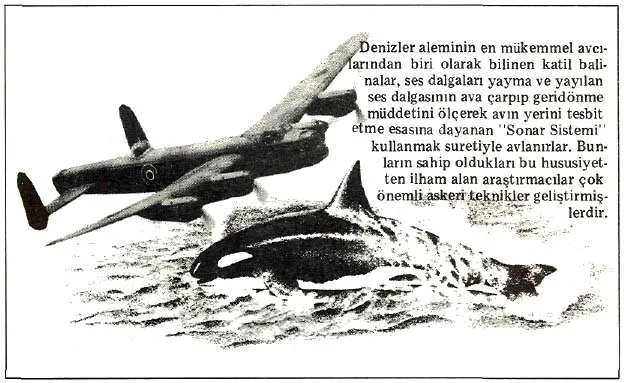nis87-13.jpg