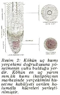 nis87-18.jpg