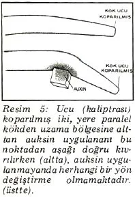 nis87-21.jpg