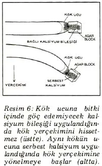 nis87-22.jpg