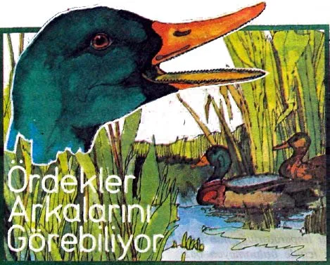ha87-21.jpg