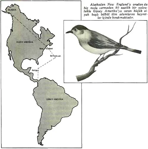 tem87-5.jpg