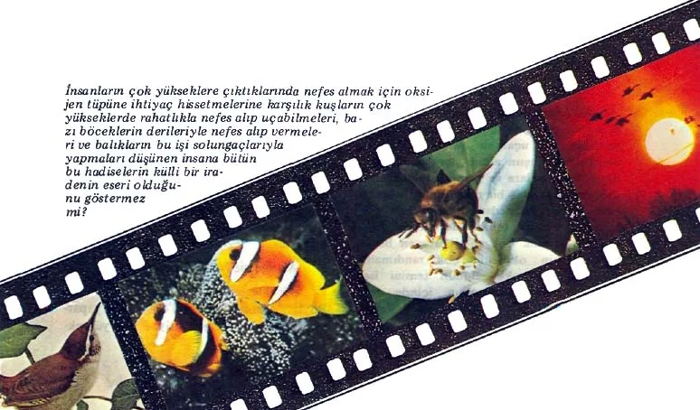 ag87-30.jpg