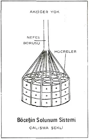 ag87-32.jpg