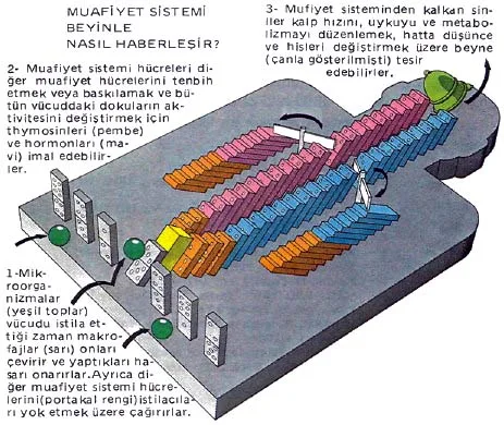 ey87-34.jpg