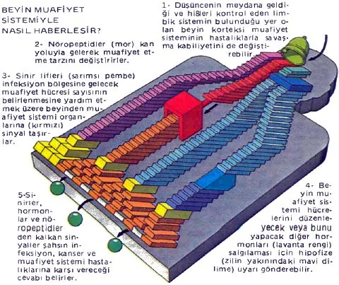 ey87-35.jpg