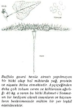 ka87-6.jpg