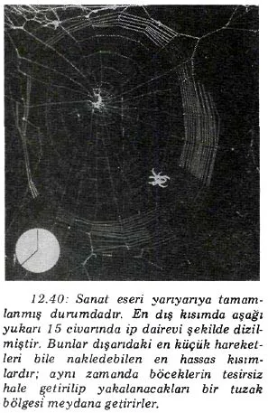 nis89