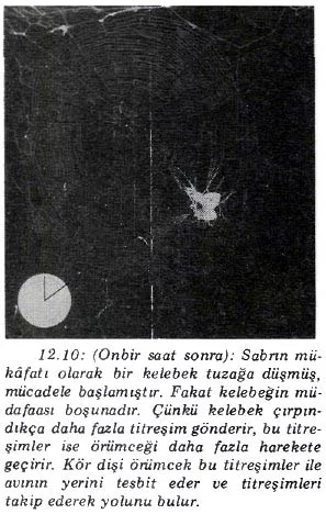 nis89