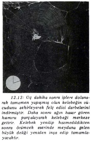 nis89