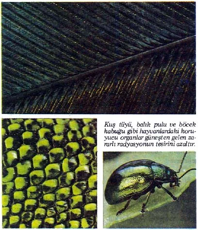 nis89