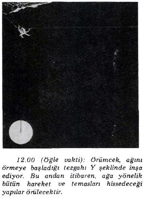 nis89