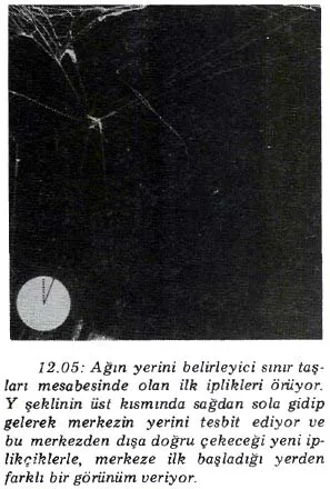 nis89