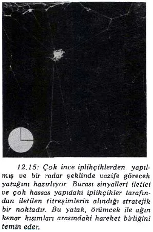 nis89