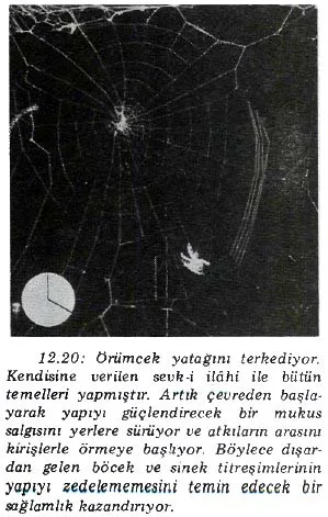 nis89