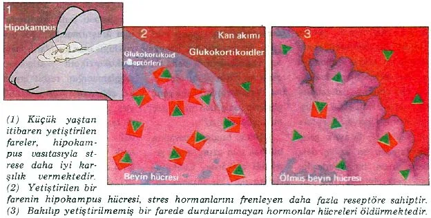 haz89-23.jpg