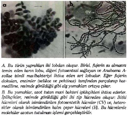 tem89-11.jpg