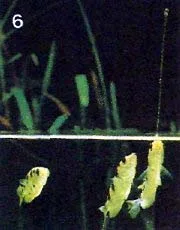 tem89