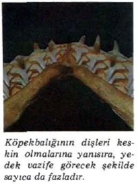 tem89-39.jpg