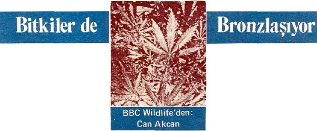 tem89-43.jpg