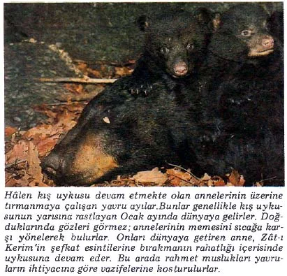 kas89