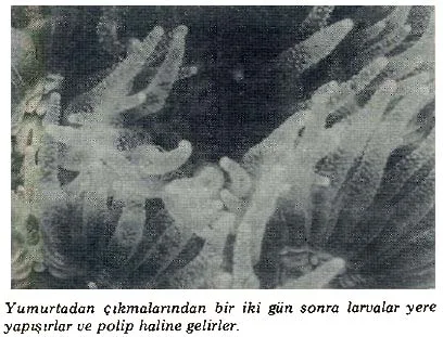 kas89