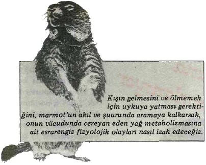 kas89