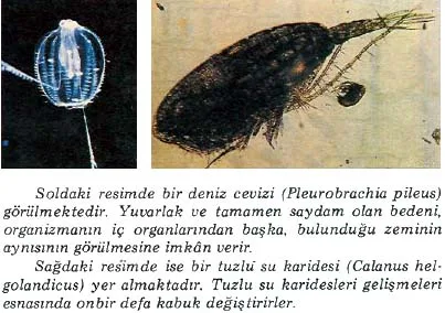 oca90