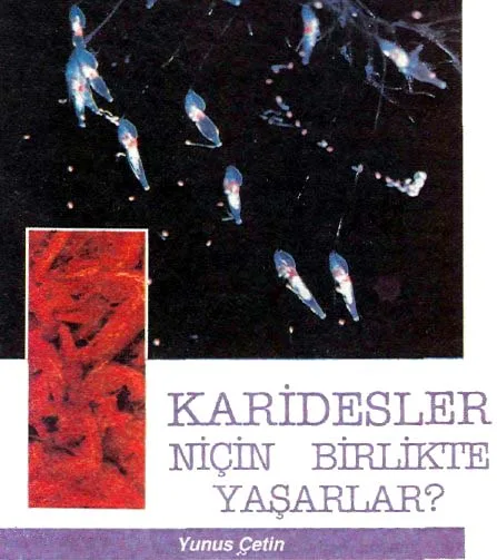 nis92