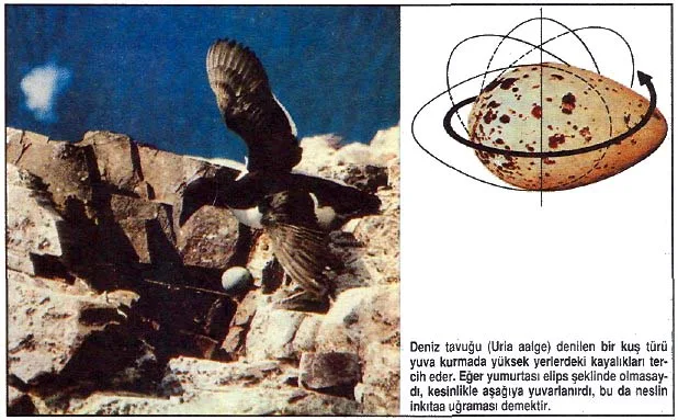 nis92