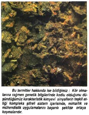 tem92