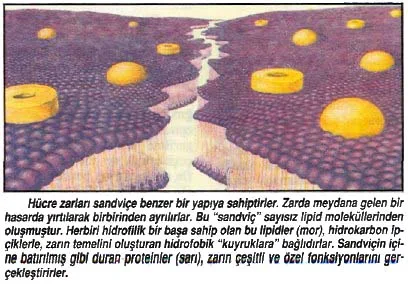 eyl92