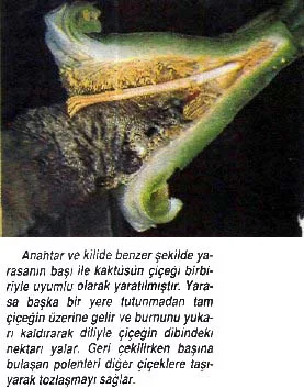 eyl92