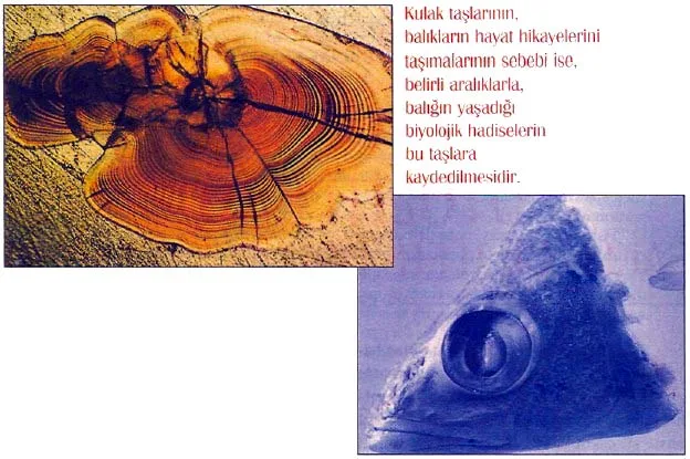 mar94