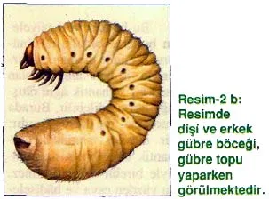 nis94