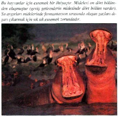 tem94
