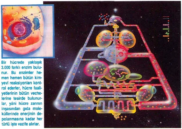 tem94