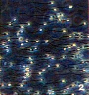 kas94