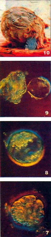 kas94