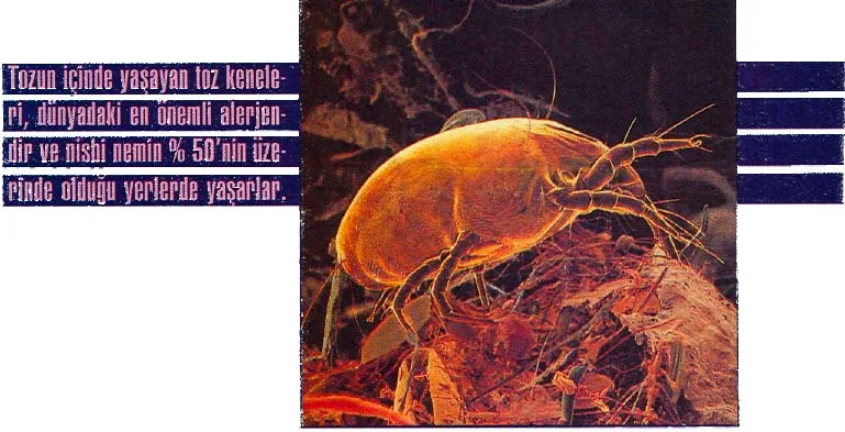 kas94