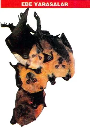 ara94