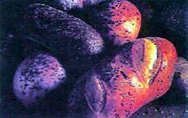 ara94